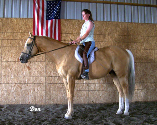horses wallpaper palomino. Horses range a palomino will